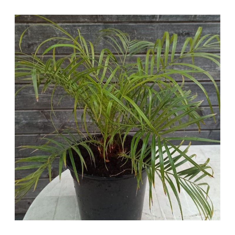 Phoenix Roebelenii Palmera Enana Palmera Robellini Comprar Robellini