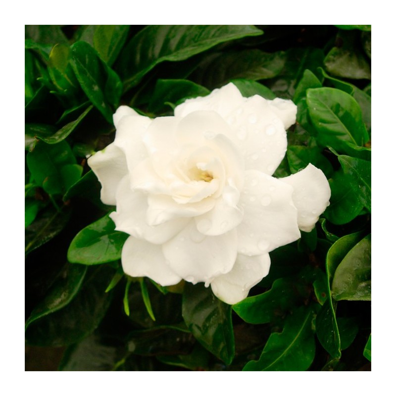 Gardenia jasminoides|comprar gardenias|gardenias perfumadas|gardenia|