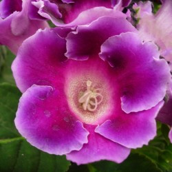 Gloxinia