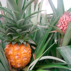 Ananas - piña tropical