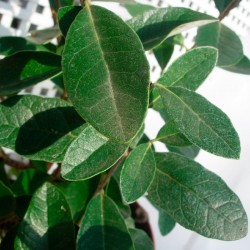Acca feijoa