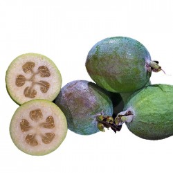 Acca feijoa sellowiana