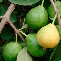 Guayaba limón