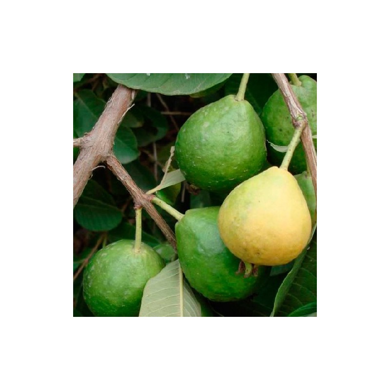 Guayaba limón