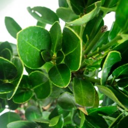 Euonymus japonica verde 