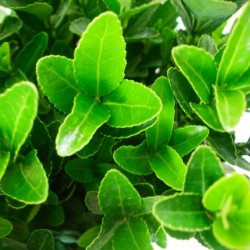 Euonymus japonica verde compacta