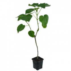 Paulownia cotivisa 2