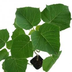 Paulownia cotivisa 2