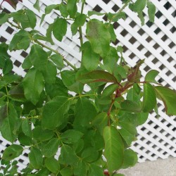 Rosal arlequin