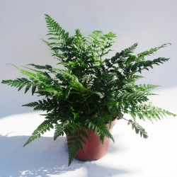 Helecho athyrium spicatum
