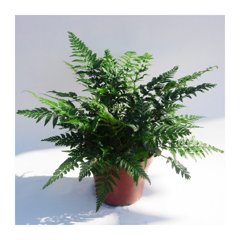 Helecho athyrium spicatum