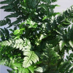 Helecho athyrium spicatum