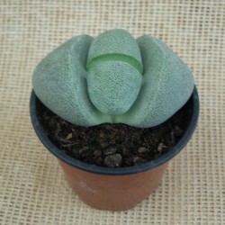 Pleiospilos