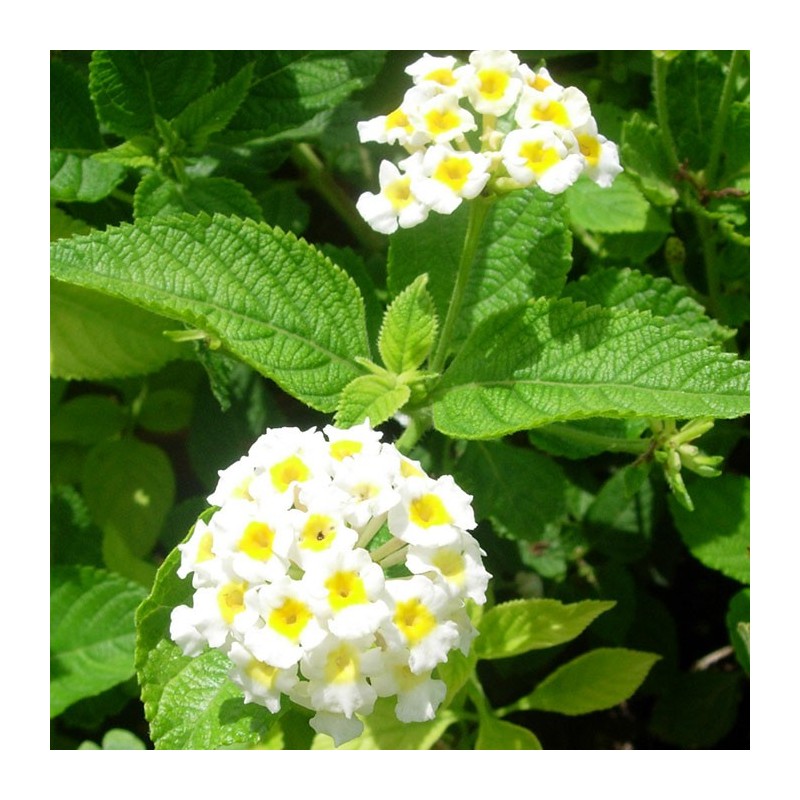 Lantana Camara