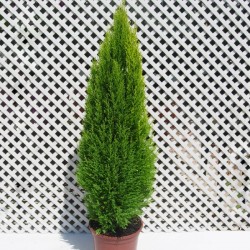 Cipres macrocarpa wilma