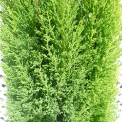 Cipres macrocarpa wilma