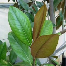 Magnolia grandiflora