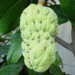 Magnolia grandiflora