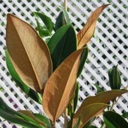 Magnolia grandiflora