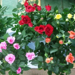 Rosal mini