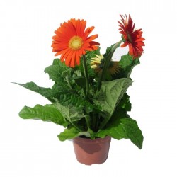 Gerbera