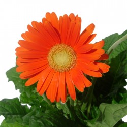 Gerbera