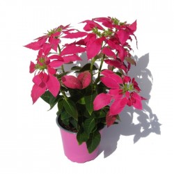 Poinsettia low pink 