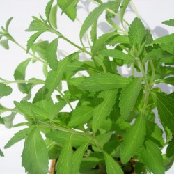 Stevia ecológica