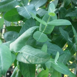 Eucalyptus globulus