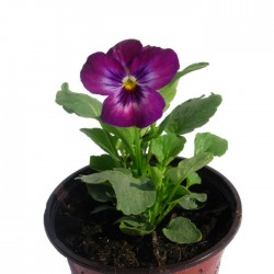 Viola cornuta| pensamiento mini| violeta| violeta de los pirineos|