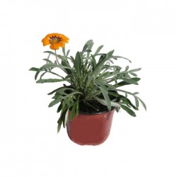 Gazania splendens
