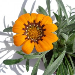 Gazania splendens