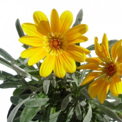 Gazania splendens