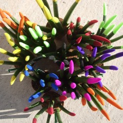 Sansevieria spaguetti decorada