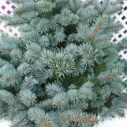 Picea pungens montgomery