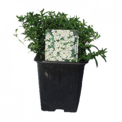 Arenaria montana