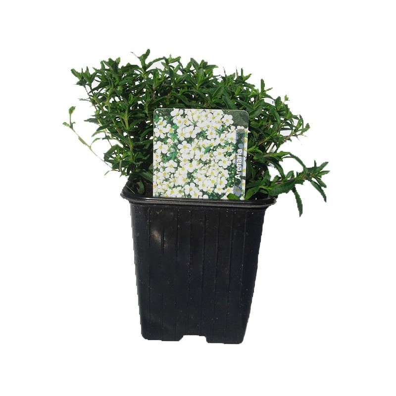 Arenaria montana