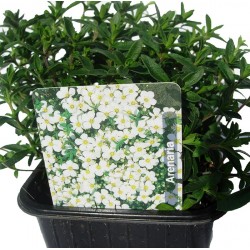 Arenaria montana
