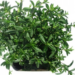 Arenaria montana
