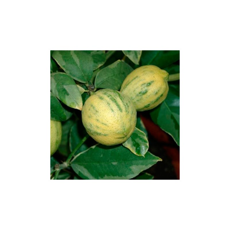 Limonero variegata