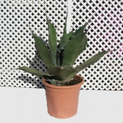 Agave ferox
