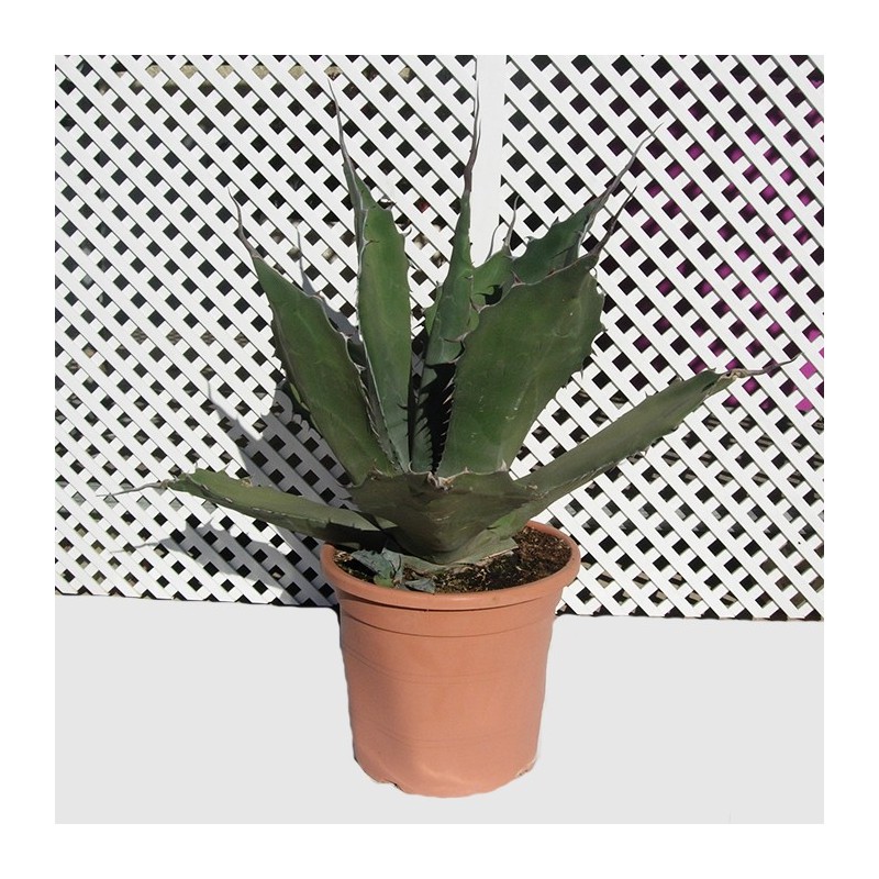 Agave ferox