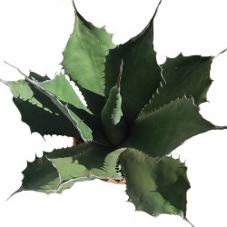 Agave ferox
