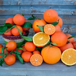 Naranja De Mesa Y Clementina