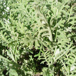 Lavanda pinnata