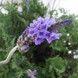 Lavanda pinnata