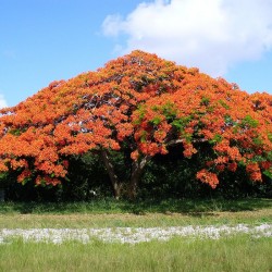 Delonix regia