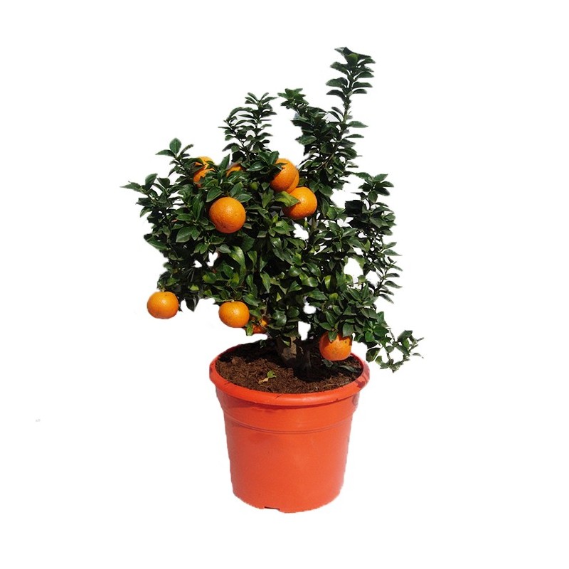 Citrus Myrtifolia