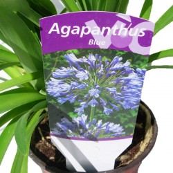 Agapanthus Africanus