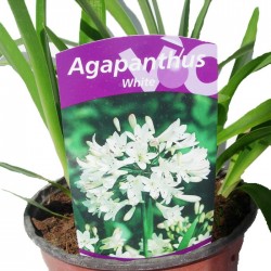 Agapanthus Africanus